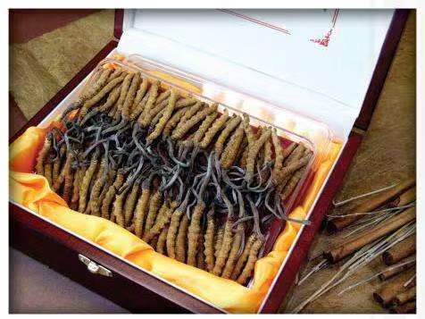 上城冬虫夏草回收